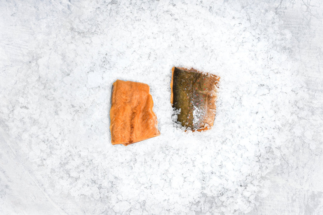 Arctic Char